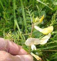 Vicia grandiflora image